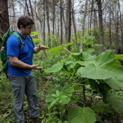 Large leaved plant