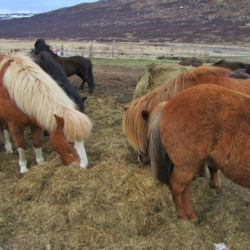 Heydalur Horses