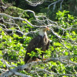 Ketchikan Bald Eagle