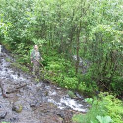 Mendenhall glacier trail