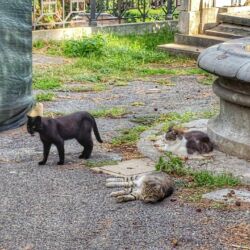 Guardians of the cemetery